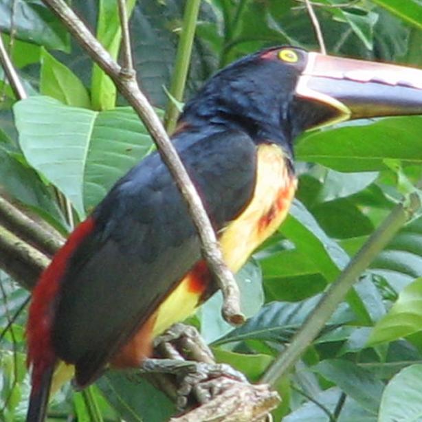 collared aracari bird