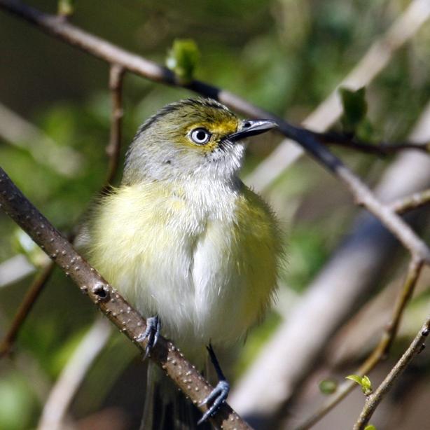 Vireo.