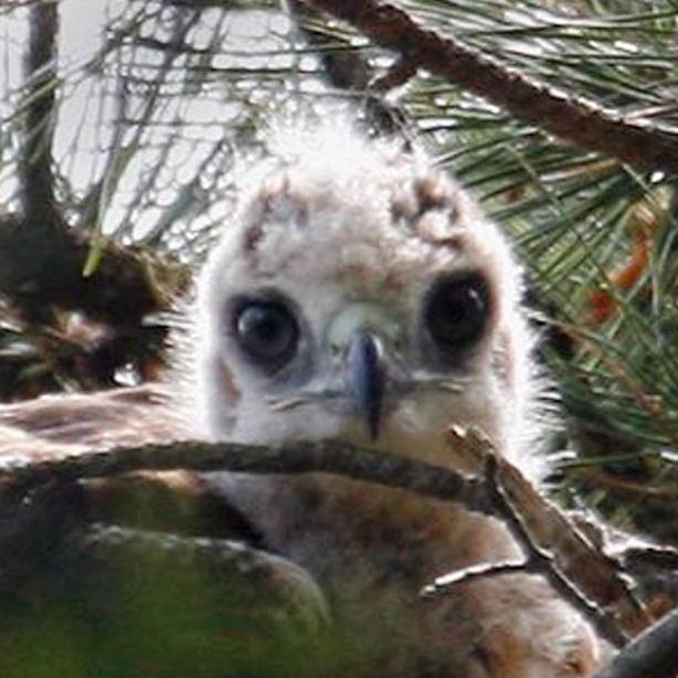 hawk