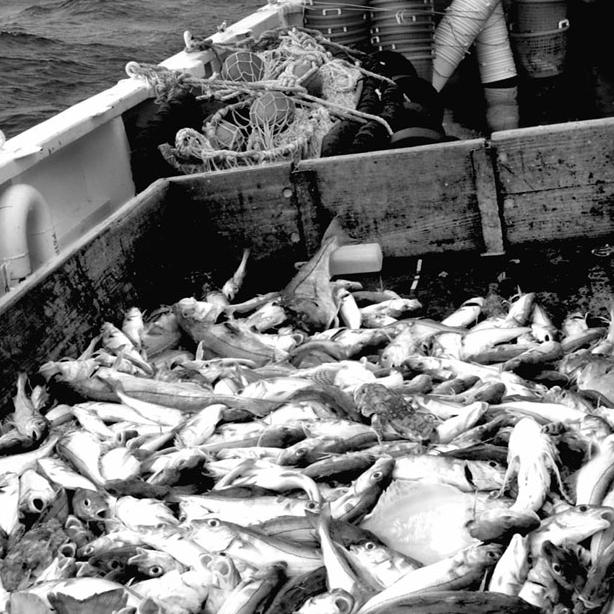 fishing haul
