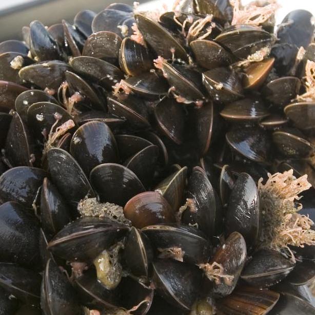 aquaculture