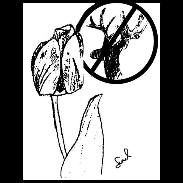 tulip