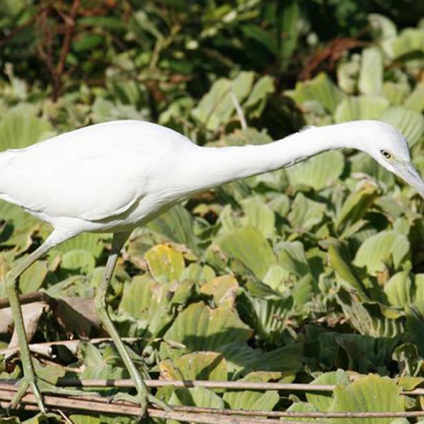 Heron