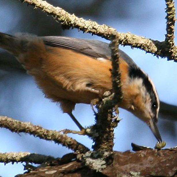 Nuthatch