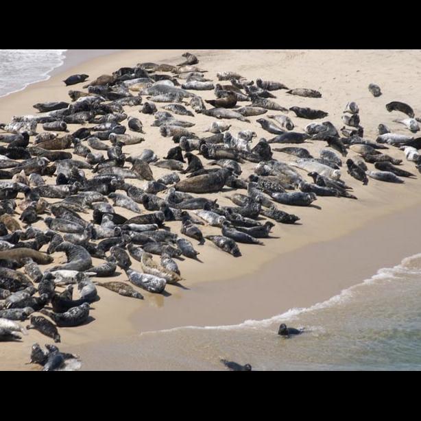seals