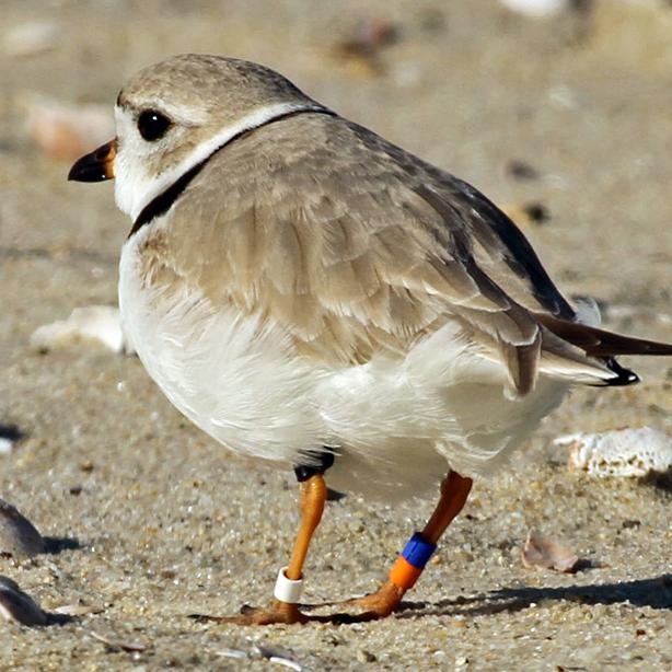 piping plover,