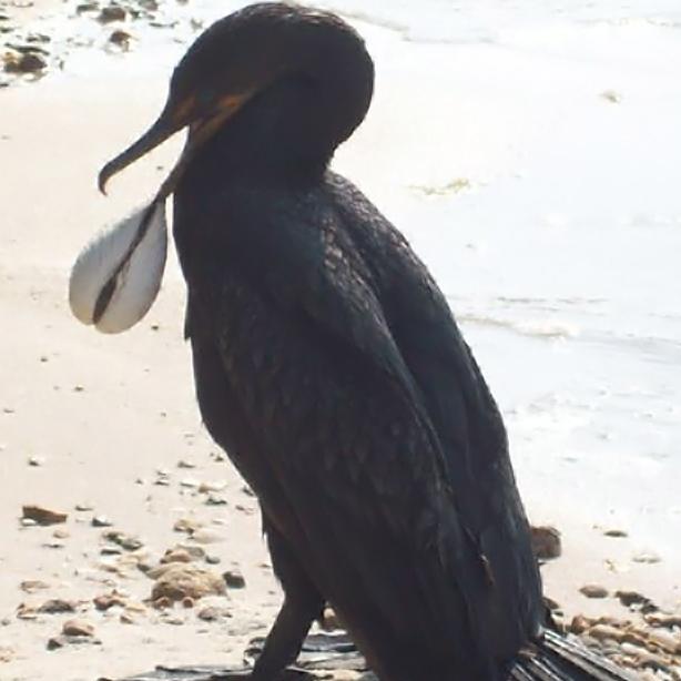 cormorant