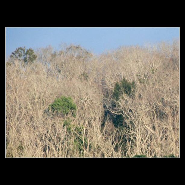 oak forest