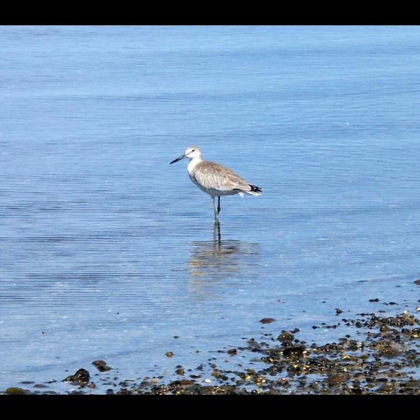 Willet
