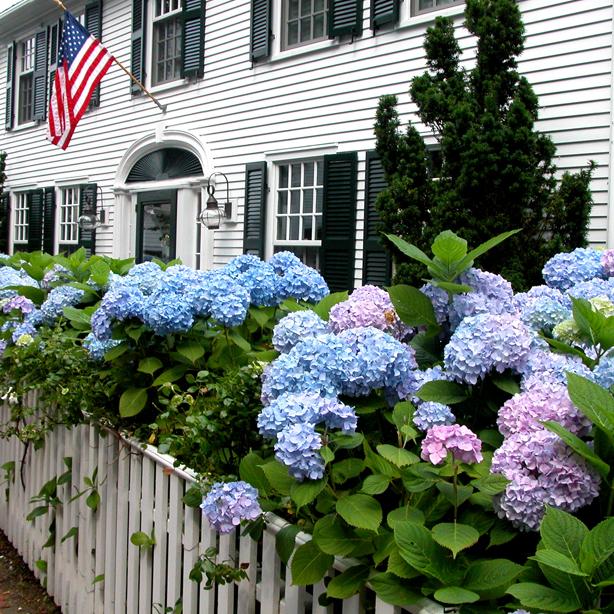 hydrangeas