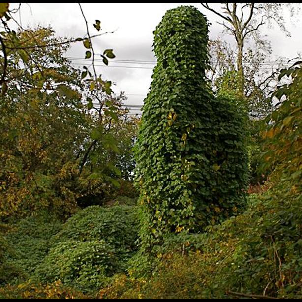Kudzu
