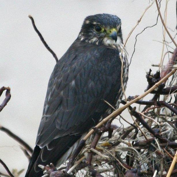 merlin