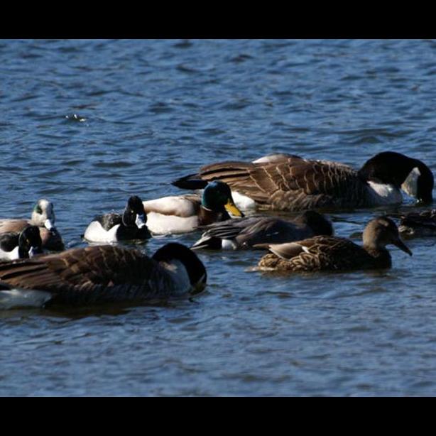 ducks
