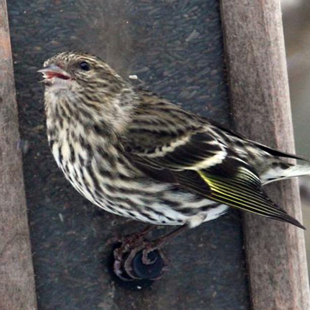 Siskin
