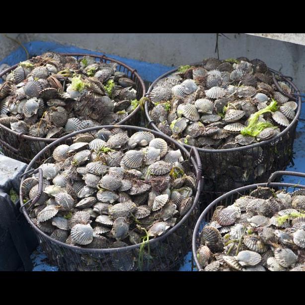 scallops