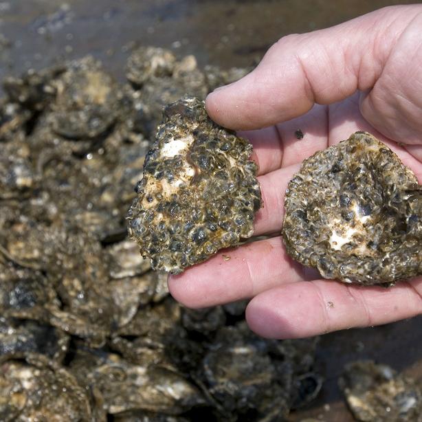oysters