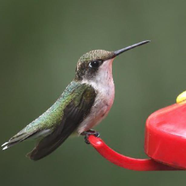 HUMMINGBIRD