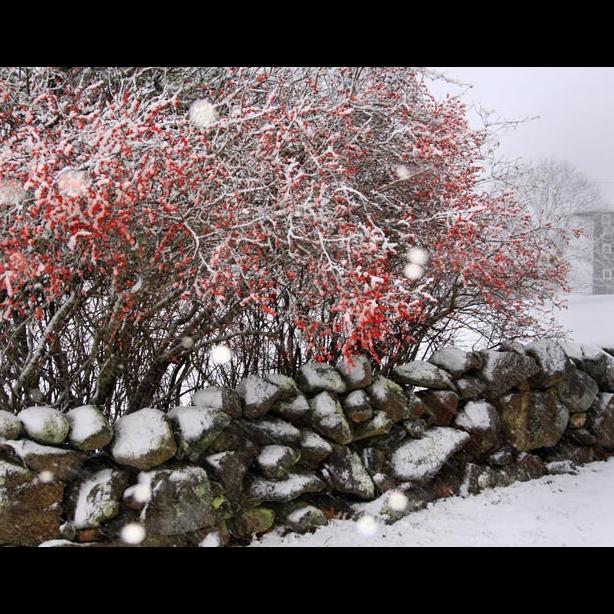 snow