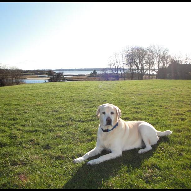 Bridger on lawn