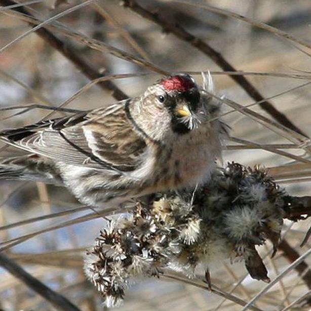 redpoll
