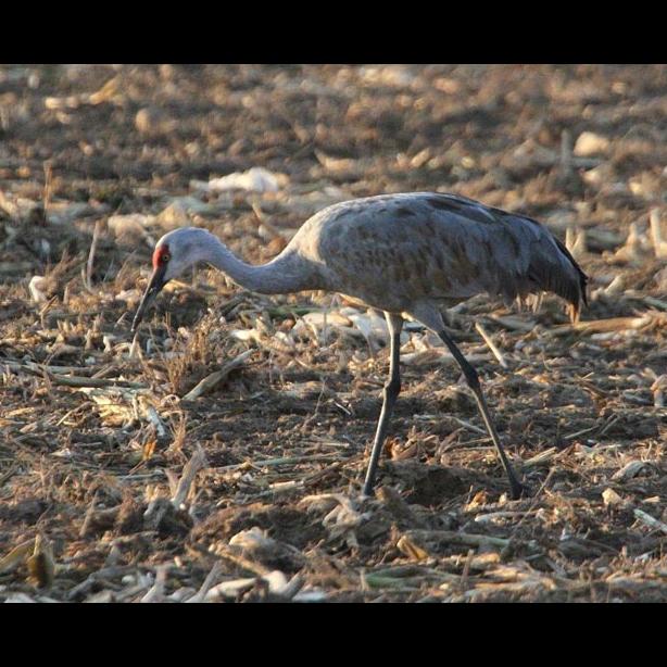 sandhill crane bird