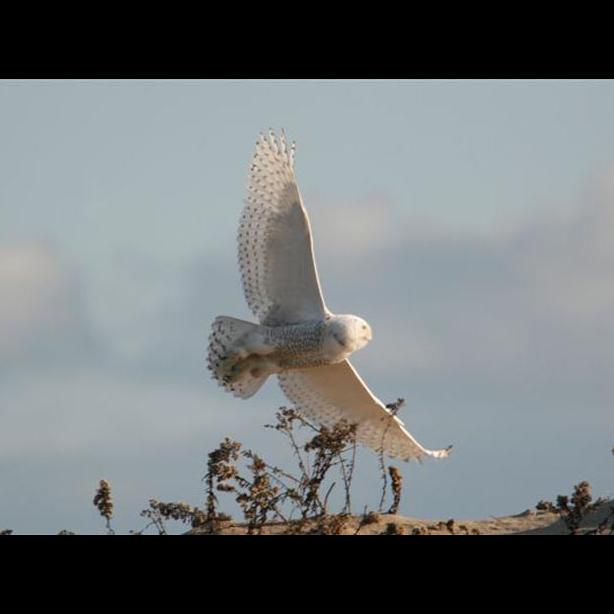 snowy owl