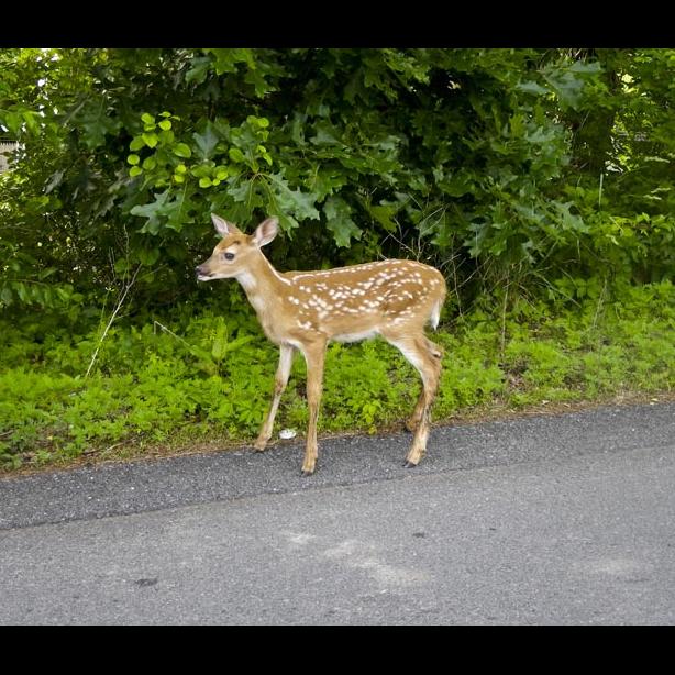 deer,