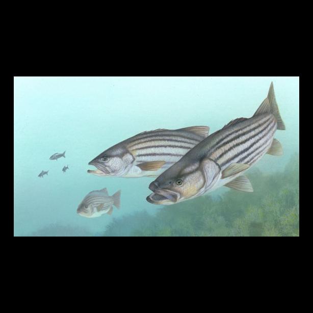 illustration striped bass