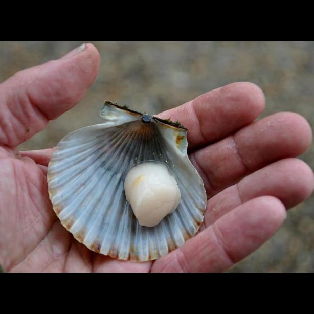 scallop shell hand