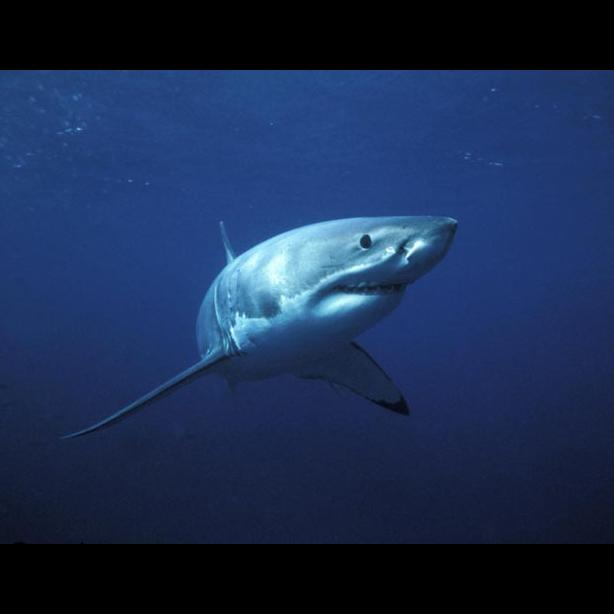 shark