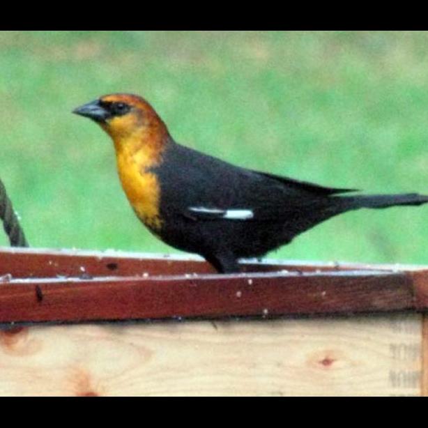 Yellow Headed Black bird