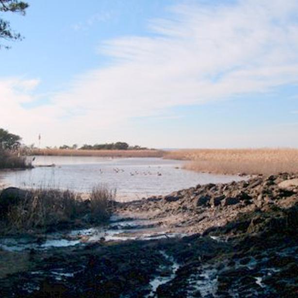 wetlands
