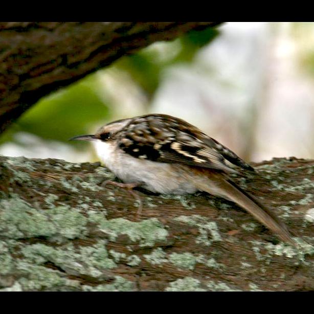 bird