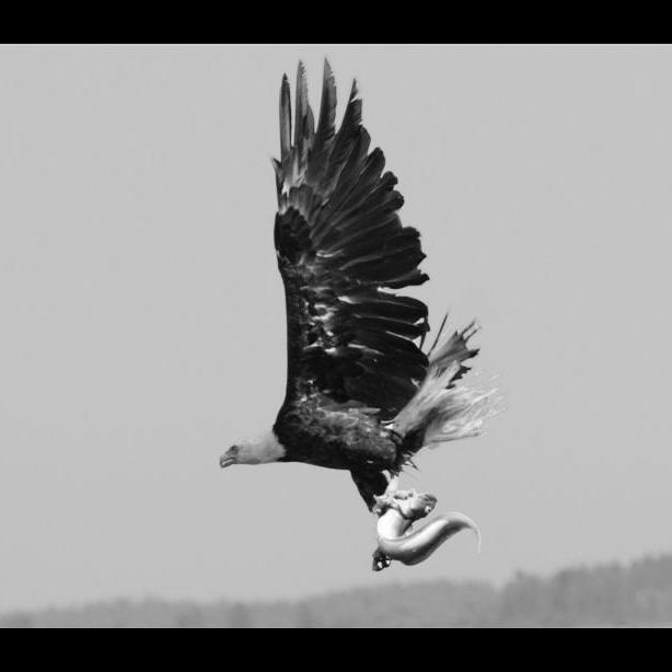 eagle