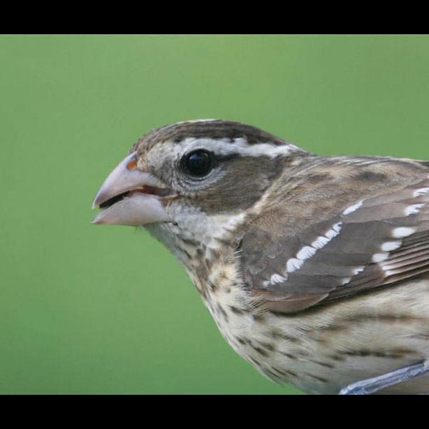 Female rose breasted bird