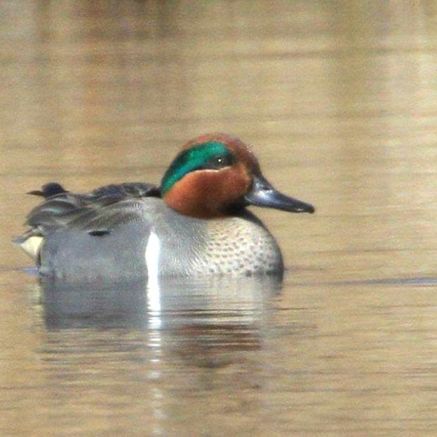 duck