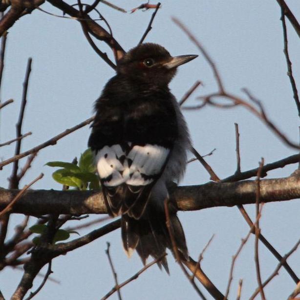 woodpecker