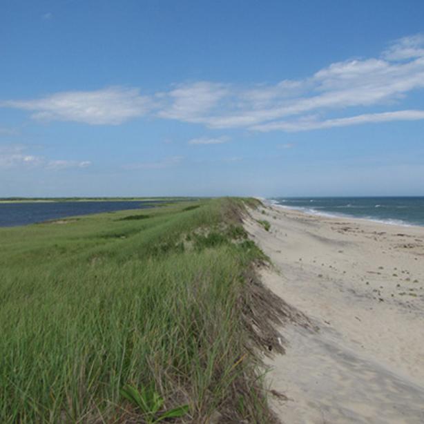 sand dune beach