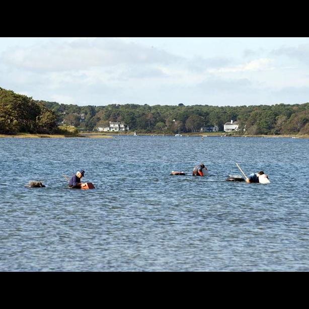 Sengekontacket Pond scallopers