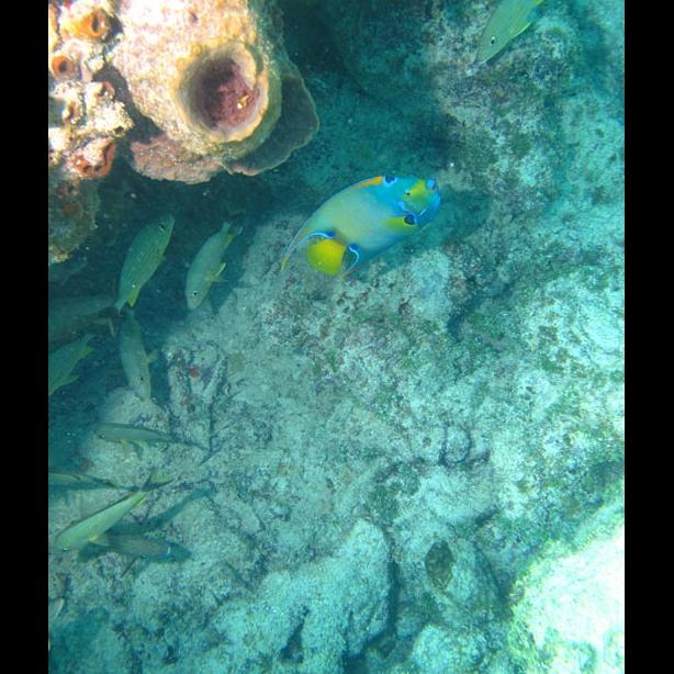 under sea fish coral shell