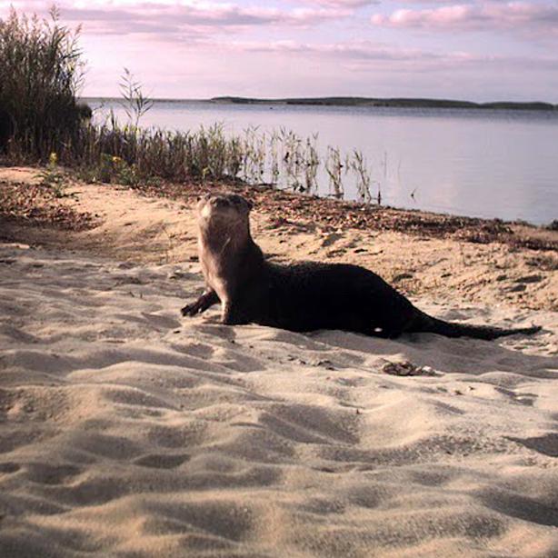 otter