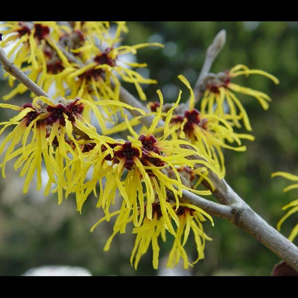 witch hazel