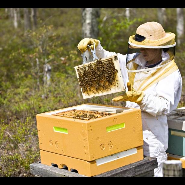 beekeeping