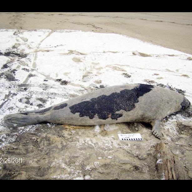 seal 