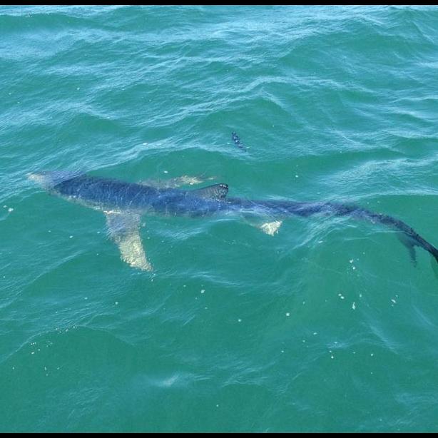 blue shark