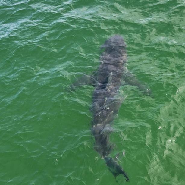 great white shark