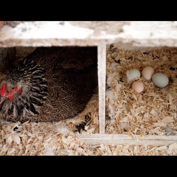 hens coop eggs