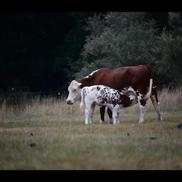 cows