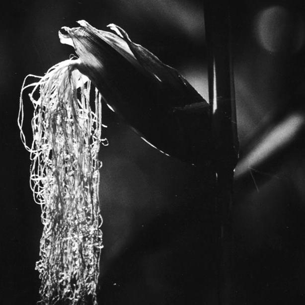 corn silk
