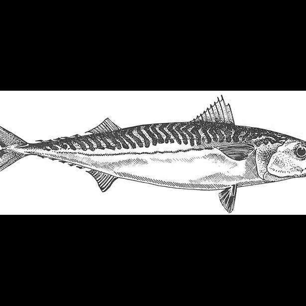 Atlantic mackerel